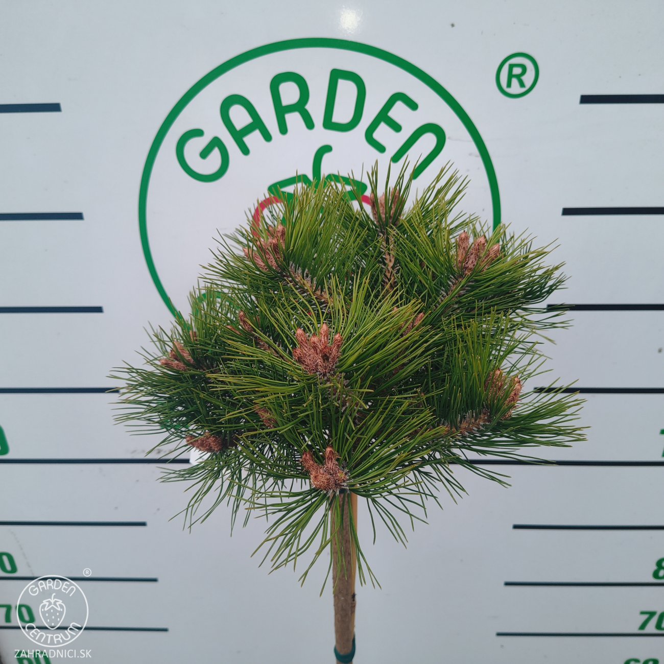 Obrázok Borovica hustokvetá (Pinus densiflora) ´LOW GLOW´ - výška 110-120 cm, kont. C5L - NA KMIENKU